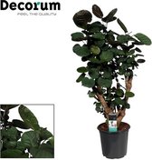 Groene plant – Polyscias (Polyscias Fabian) – Hoogte: 95 cm – van Botanicly