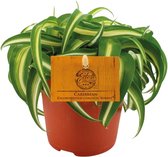 Groene plant – Graslelie (Chlorophytum) – Hoogte: 15 cm – van Botanicly