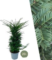Plants by Frank | 20 extra grote taxus planten voor 10 strekkende meter haag | ↨ 100-125cm in 15 liter pot | Taxus baccata | haagplanten | haagplanten winterhard | haagplanten