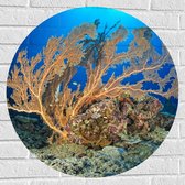 Muursticker Cirkel - Oceaan - Zee - Onderwaterleven - Koraal - Duiken - Kleuren - 70x70 cm Foto op Muursticker