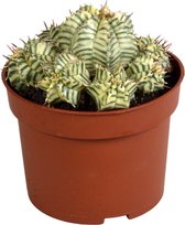 Vetplant – Wolfsmelk (Euphorbia meloformis variegata) – Hoogte: 21 cm – van Botanicly