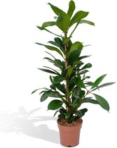 Groene plant – Treurvijg (Ficus Cyathistipula ) – Hoogte: 30 cm – van Botanicly