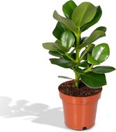 Groene plant – Varkensboom (Clusia Princess) – Hoogte: 15 cm – van Botanicly