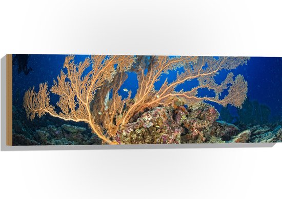Hout - Oceaan - Zee - Onderwaterleven - Koraal - Duiken - Kleuren - 90x30 cm - 9 mm dik - Foto op Hout (Met Ophangsysteem)
