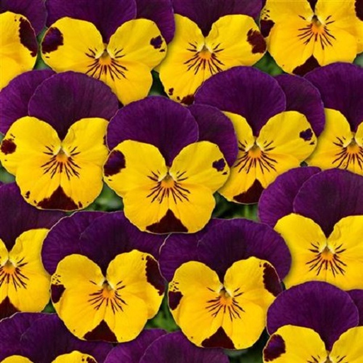 Viola x cornuta Twix® Gold Purple Wing F1