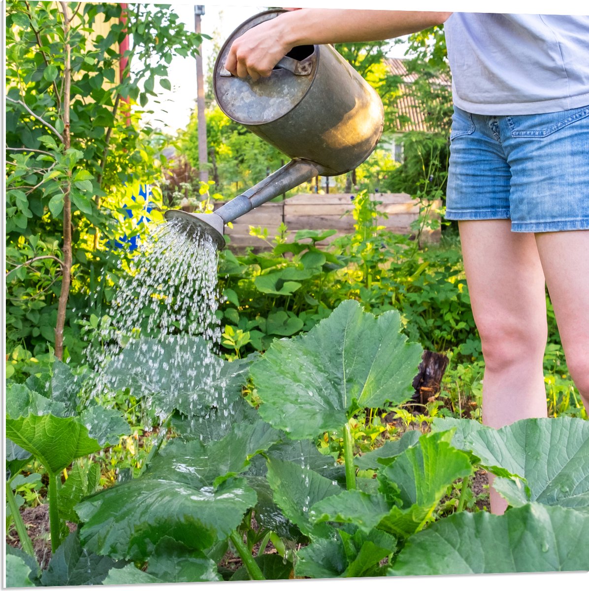 PVC Schuimplaat- Tuin - Bloemen - Planten - Gieter - Water - Groen - 80x80 cm Foto op PVC 