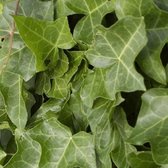 24 x Klimop 'Plattensee' - Hedera helix 'Plattensee' ' pot 9x9cm, voor 3m² : Een veelzijdige en aantrekkelijke plant voor uw tuin
