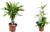 Goed & Groen - Combipakket - Dracaena Surculosa en Dracaena Golden Coast -↨ 65cm - Potmaat 17 - Kwaliteit Planten - Kamer Plant - Kamerplanten - Sfeer