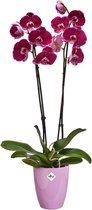 Elho Brussels Diamond Orchidee Hoog 12.5 - Bloempot voor Binnen - Ø 12.5 x H 15.0 cm - Levendig Violet