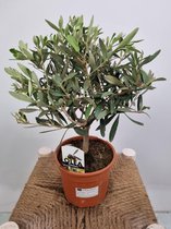 Olea europaea - Olijf struikje - potmaat 15 cm - planthoogte 40 cm - Plants By Suus