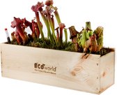vdvelde.com - Box Vleesetende Planten - 3 Vleesetende Planten - Sarracenia - Duurzaam Houten Kistje - Incl. Voeding en Handige Watermeter