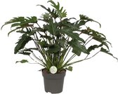 Groene plant – Philodendron (Philodendron Xanadu) – Hoogte: 65 cm – van Botanicly