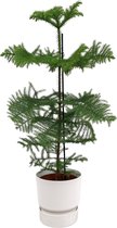 Naaldboom – Kamerden (Araucaria) met bloempot – Hoogte: 100 cm – van Botanicly