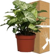 Groene plant – Neonklimop (Syngonium Arrow) – Hoogte: 25 cm – van Botanicly