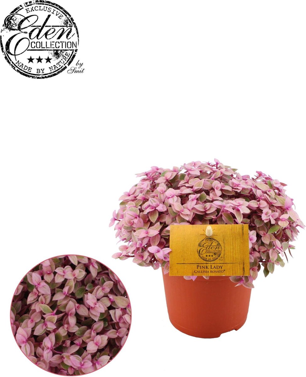 BOTANICLY Vetplant – Callisia rosato (Callisia rosato) – Hoogte: 15 cm – van