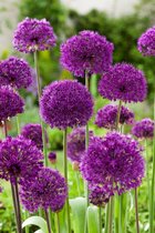 3 stuks | Allium 'Purple Sensation' P9 cm