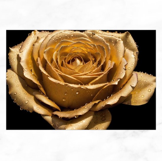 De Muurdecoratie - Glasschilderij - Gouden Roos Met Waterdruppels - Plexiglas Schilderij Luxe - Natuur - Bloemen - 120x80 cm - Muurdecoratie Slaapkamer - Kantoor Decoratie