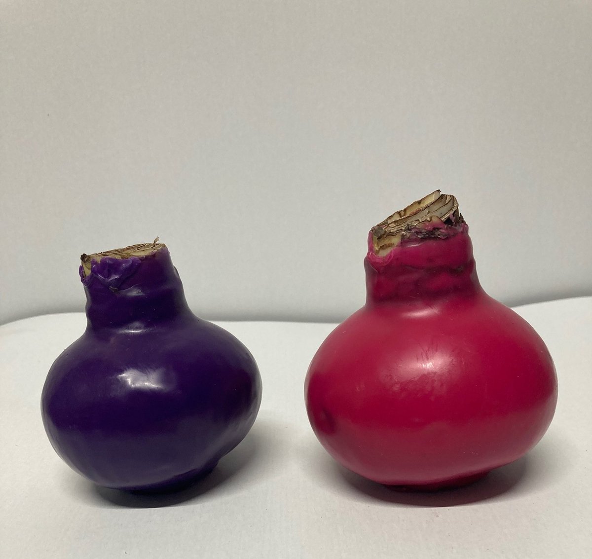 Wax amaryllis duo paars/roze - wax bol