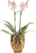 Kolibri Orchids | oranje Phalaenopsis orchidee - Spider in Face-2-Face gold - potmaat Ø9cm | bloeiende kamerplant - vers van de kweker