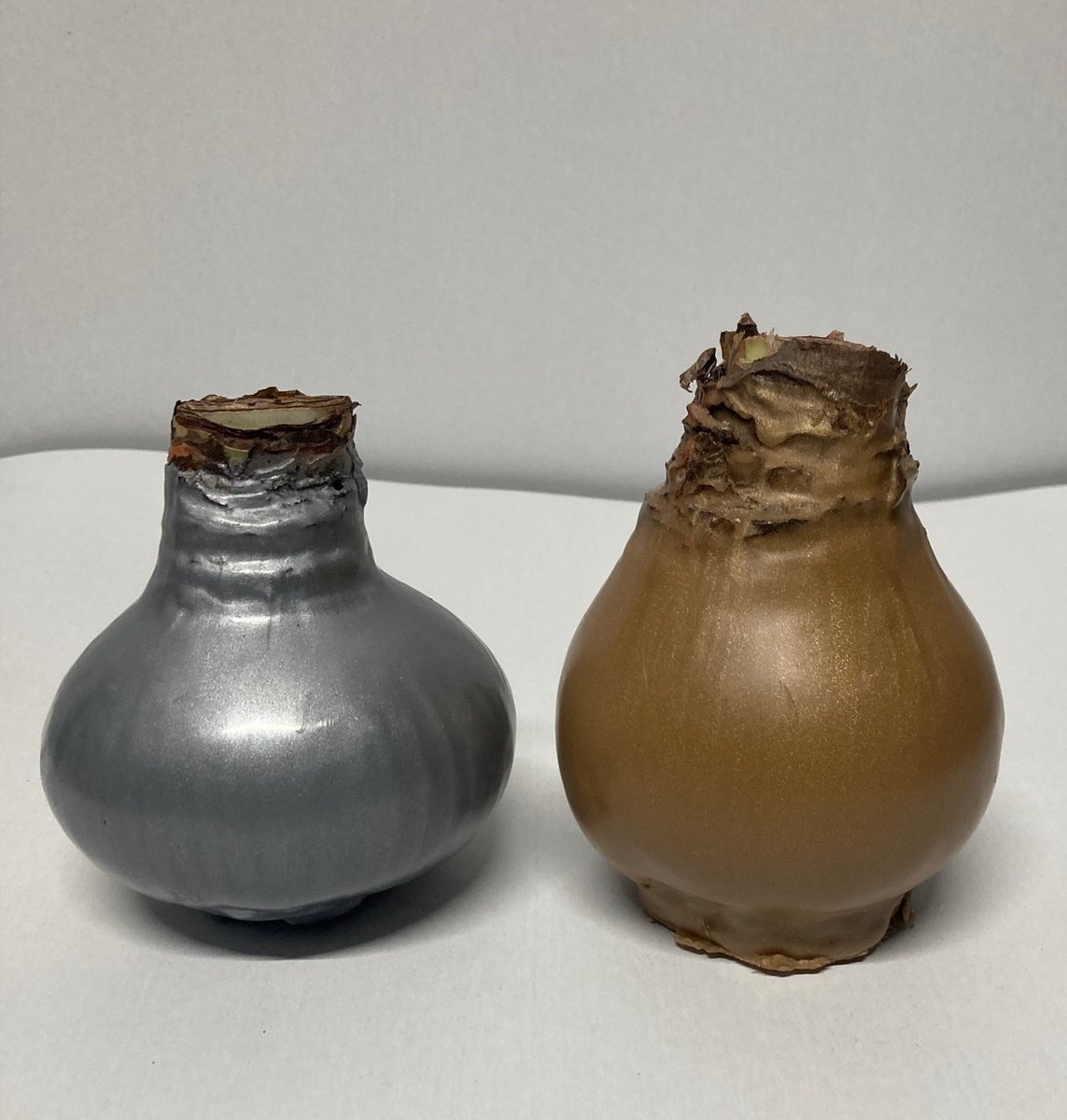 Wax amaryllis duo goud/zilver - wax bol