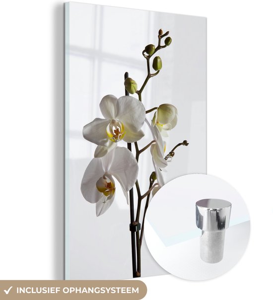 MuchoWow® Glasschilderij 20x30 cm - Schilderij acrylglas - Witte mot orchidee - Foto op glas - Schilderijen