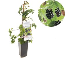 Bramenstruik - bramenplant - Rubus fruticosus Thornless Evergreen - doornloze braam - kleinfruit - bramenstruik - eigen fruit kweken - Ø 11 cm