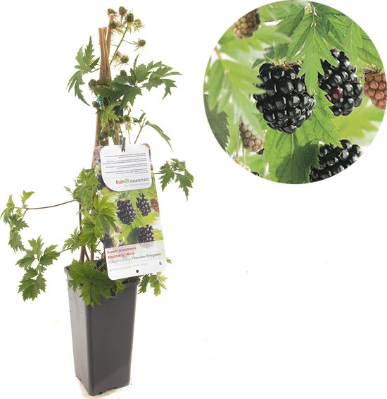 Braam Rubus fru. Thornless Evergreen