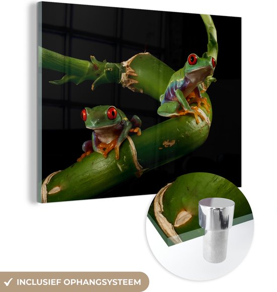 MuchoWow® Peinture sur verre 160x120 cm - Peinture sur verre acrylique - Grenouille - Branche - Reptile - Photo sur verre - Peintures