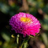 MRS Seeds & Mixtures Zomeraster 'Pompon' - Callistephus chinensis – groeihoogte: 50 – 70 cm – eenjarige bloemen – ideale borderplant – prachtige kleuren