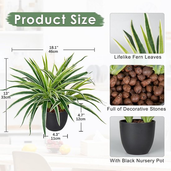Exotenherz - Mini-Pflanze - Dracaena compacta - Drachenbaum - Ideal für