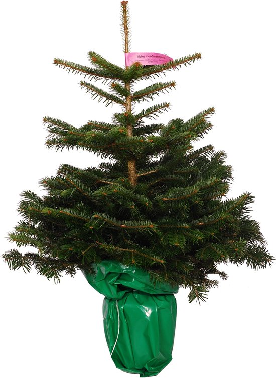 Nordmann Kerstboom met kluit Kerstboom in pot Echte Kerstbomen 80