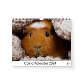 XL 2024 Kalender - Jaarkalender - Cavia