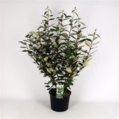 Elaeagnus ebbingei C10 80-100 cm - Bloeiende plant - Geschikt voor tuinen aan zee - Grootbladig - Vruchtdragend - Wintergroen