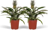 Hello Plants Bromelia Ananasplant - 2 Stuks - Ø 12 cm - Hoogte: 30 cm - Kamerplant