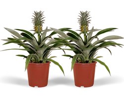 Hello Plants Bromelia Ananasplant - 2 Stuks - Ø 12 cm - Hoogte: 30 cm - Kamerplant