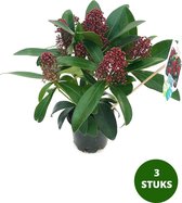 Skimmia Rubella plantjes - 3 stuks - hoogte ca. 25cm incl. Ø10,5 cm kwekerspotje - Leuk voor de Herfst!