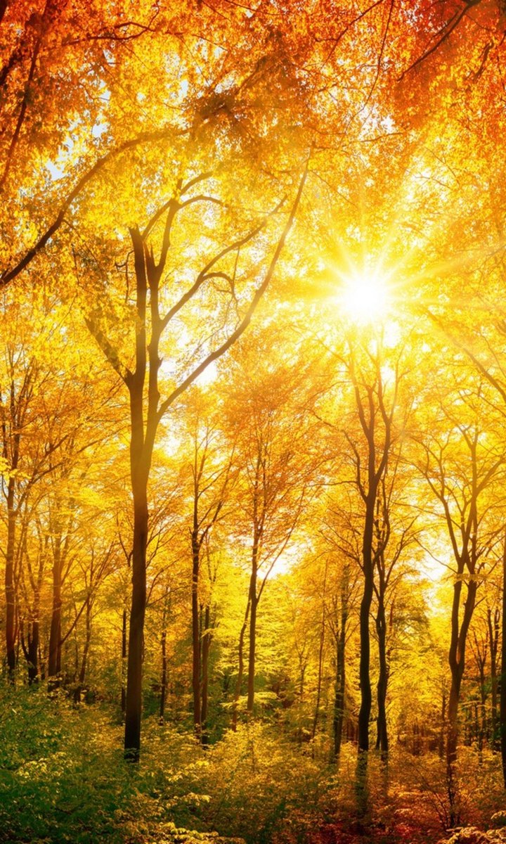 Fotobehang - Sunny Forest 150x250cm - Vliesbehang