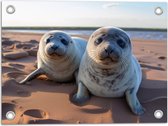 Tuinposter – Zeehonden - Strand - Dieren - Water - Zand - 40x30 cm Foto op Tuinposter (wanddecoratie voor buiten en binnen)