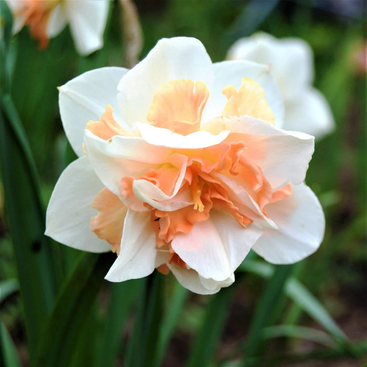 Narcis Replete | 10 stuks | Narcissenbollen