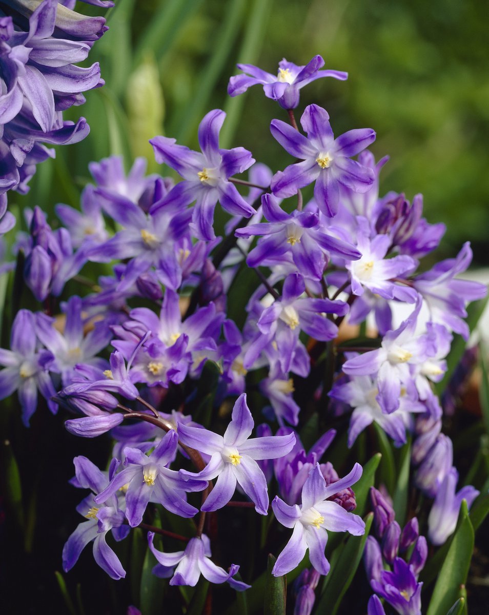 Chionodoxa Forbesii | 15 stuks | Sneeuwroem