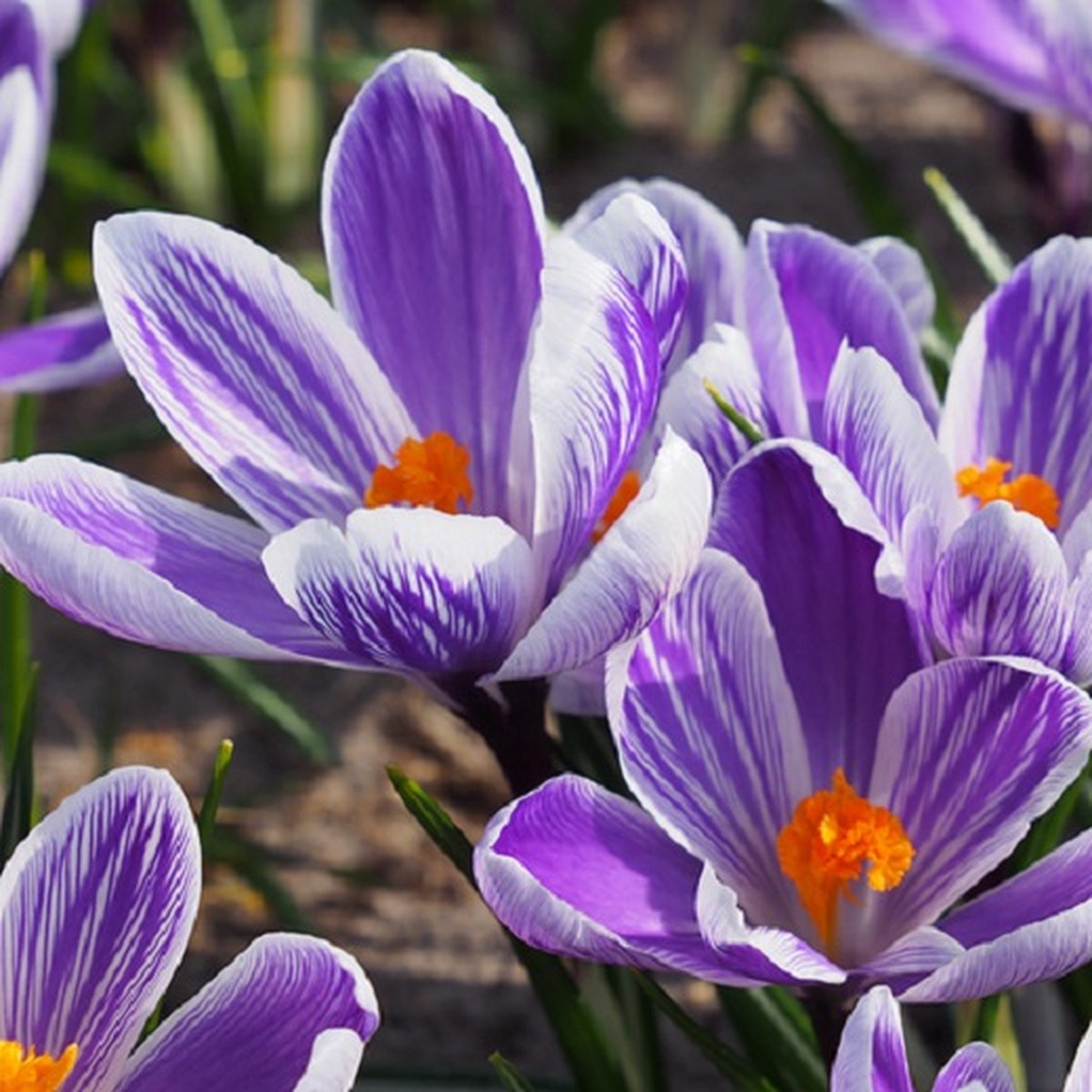 Crocus King of the Striped | 10 stuks | Krokus