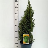 Picea glauca Perfecta C3.5 50-60 cm