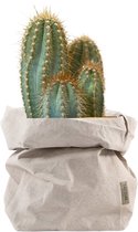 de Zaktus - Echinopsis Pachanoi San Pedro- UASHMAMA® paper bag licht grijs- Maat L