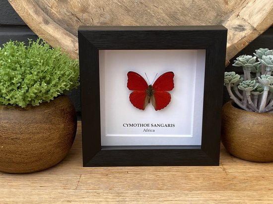 Mooie Lijst met rode vlinder Cymothoe Sangaris - Taxidermie - Entomologie