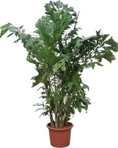 Vissenstaartpalm - Caryota Mitis hoogte 220cm potmaat 45cm