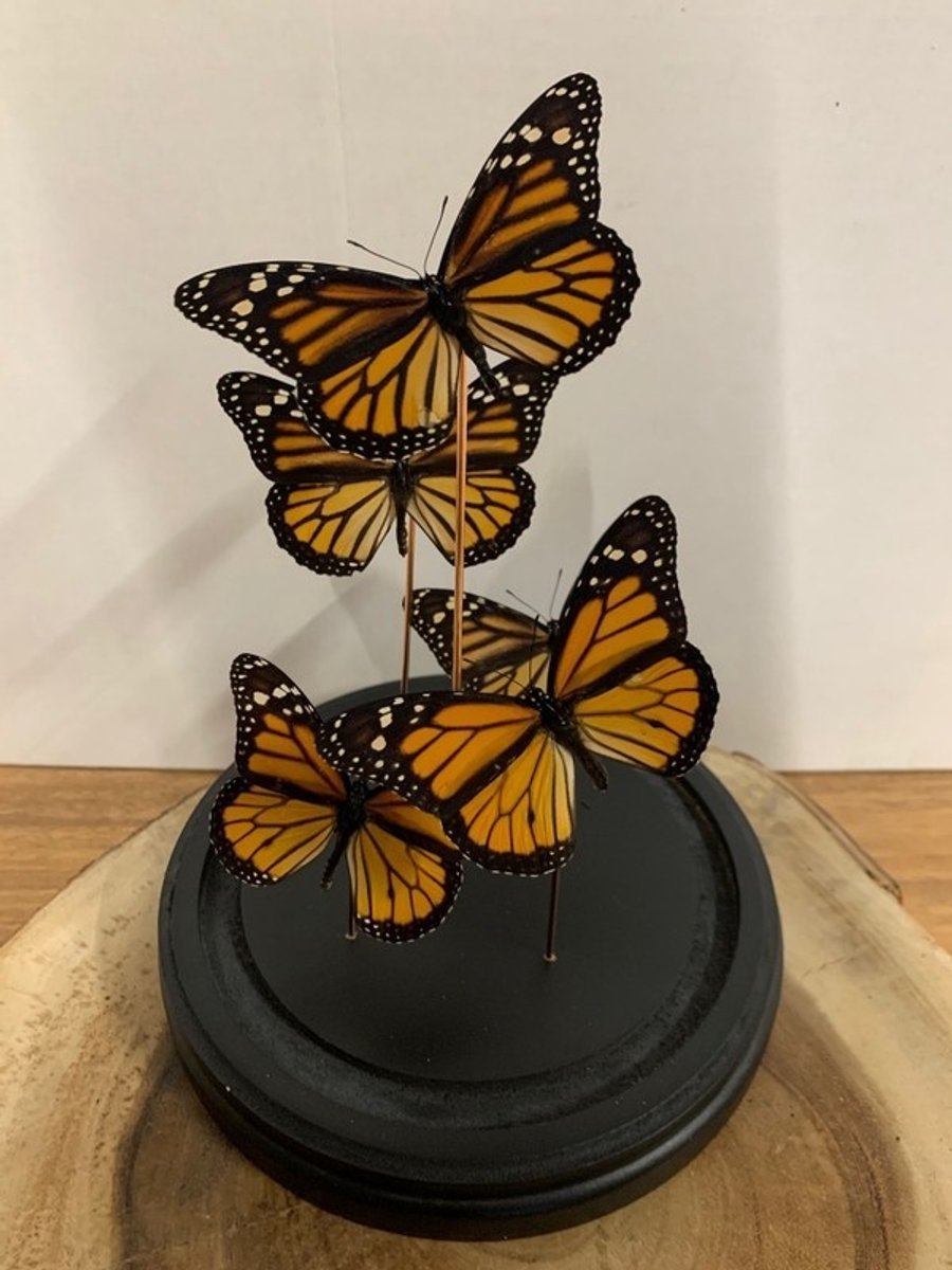 Stolp met Danaus Plexippus (4)