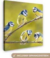 Canvas - Schilderij vogels - Vogel - Pimpelmees - Takken - Zon - Schilderijen op canvas - Canvas doek - 50x50 cm - Muurdecoratie - Interieur