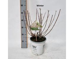 Hydrangea paniculata 'Little Lime' Potmaat 23 Hoogte 30-40 cm