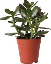 Vetplant – Crassula (Crassula) – Hoogte: 20 cm – van Botanicly