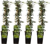 Klimplant – Klimop (Hedera Helix) – Hoogte: 65 cm – van Botanicly